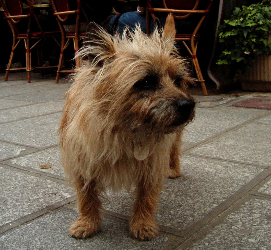 Cairn Terriers